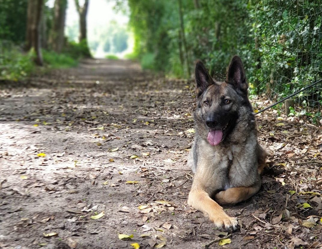 Uw hond is vermist! Wat nu?